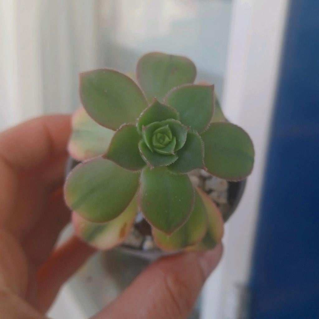 Aeonium Kiwi - 1 kleine stek, Ophalen of Verzenden, Overige soorten, Volle zon