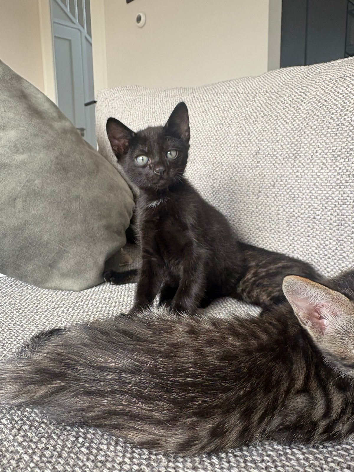 Half-siamese kittens, Meerdere dieren, Kortharig, 0 tot 2 jaar