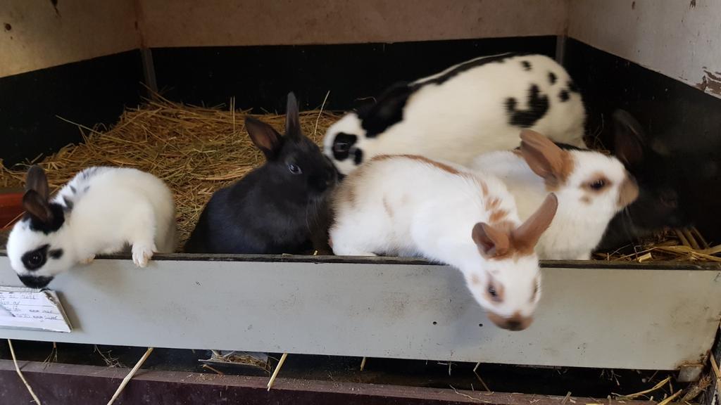 Jonge konijnen, Dieren en Toebehoren, Konijnen