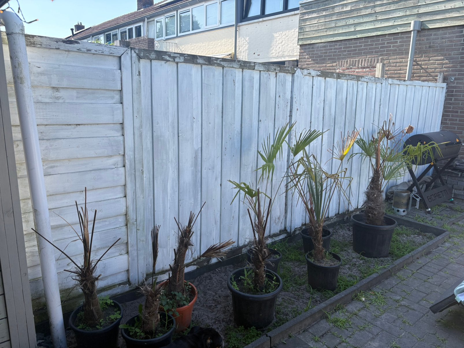 Schutting GRATIS, Ophalen, Halfschaduw, Overige soorten, 100 tot 250 cm