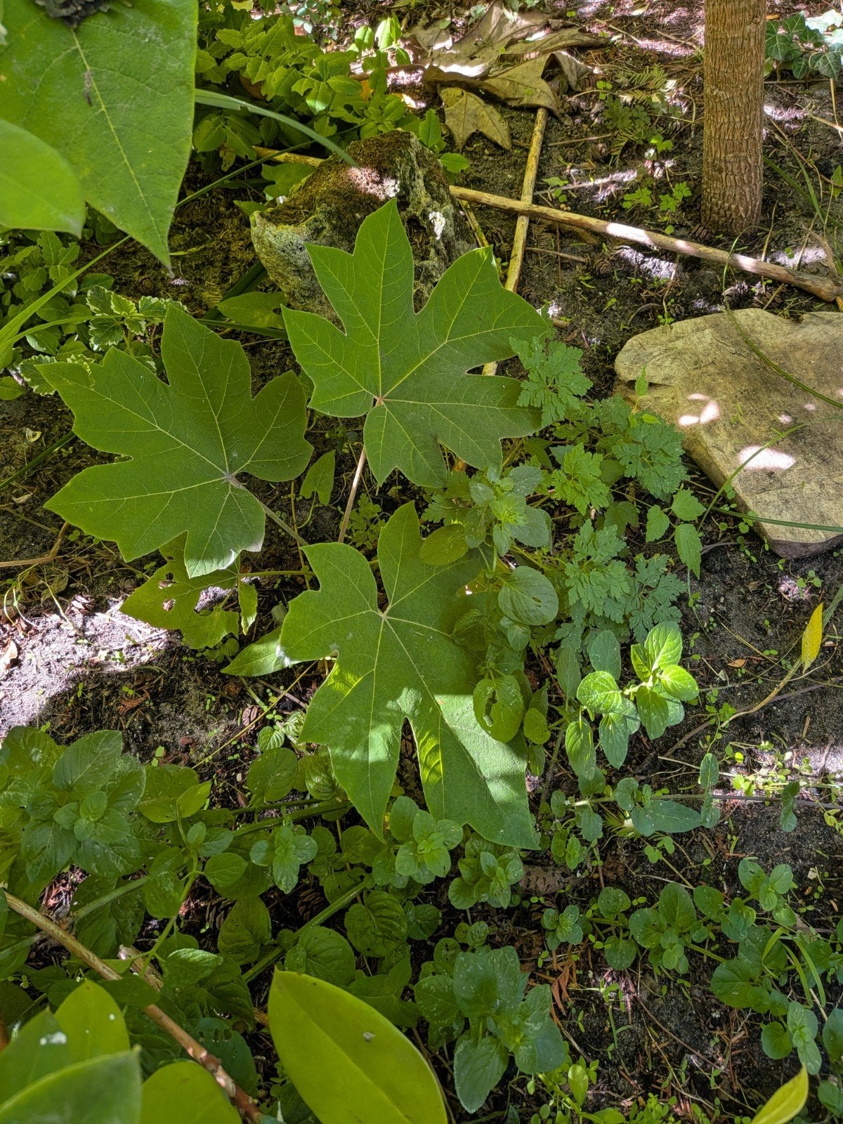Stekjes van rijstpapierplant, Volle zon, Vaste plant, Bloeit niet, Ophalen