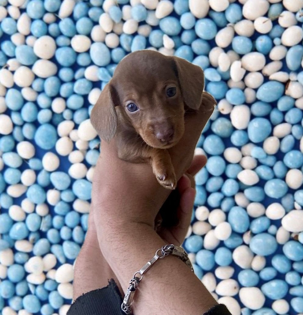 🐶 super schattige dwergteckel dwerg teckel pups 💛🧡💜💚, Parvo, 8 tot 15 weken, Korthaar, Dwerg