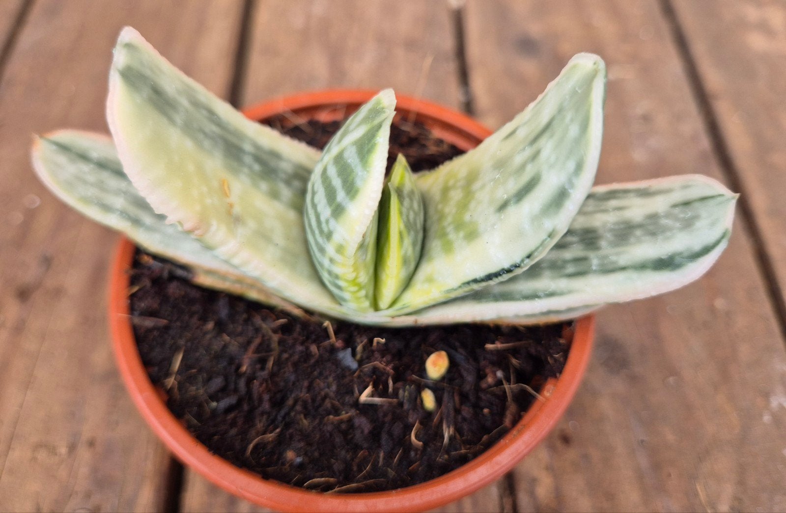 Gasteria CV. Sakura Fuji Wit p8,5 (5), Huis en Inrichting, Ophalen of Verzenden, Halfschaduw, Minder dan 100 cm