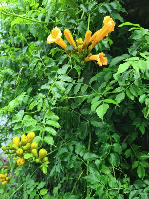 Campsis Trompetbloem Klimplant Geel Bijen, Tuin en Terras, Volle zon, Vaste plant, Ophalen of Verzenden, Klimplanten