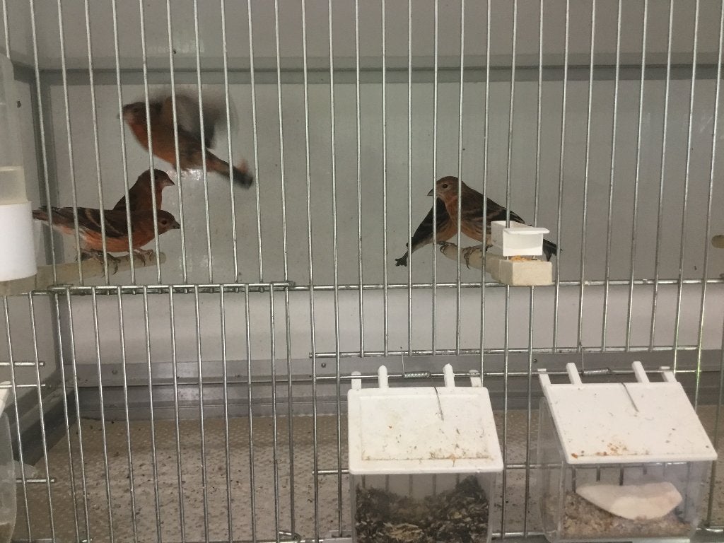 Kapoetsensijs x kanarie bastaarden., Mannelijk, Wildzangvogel, Geringd