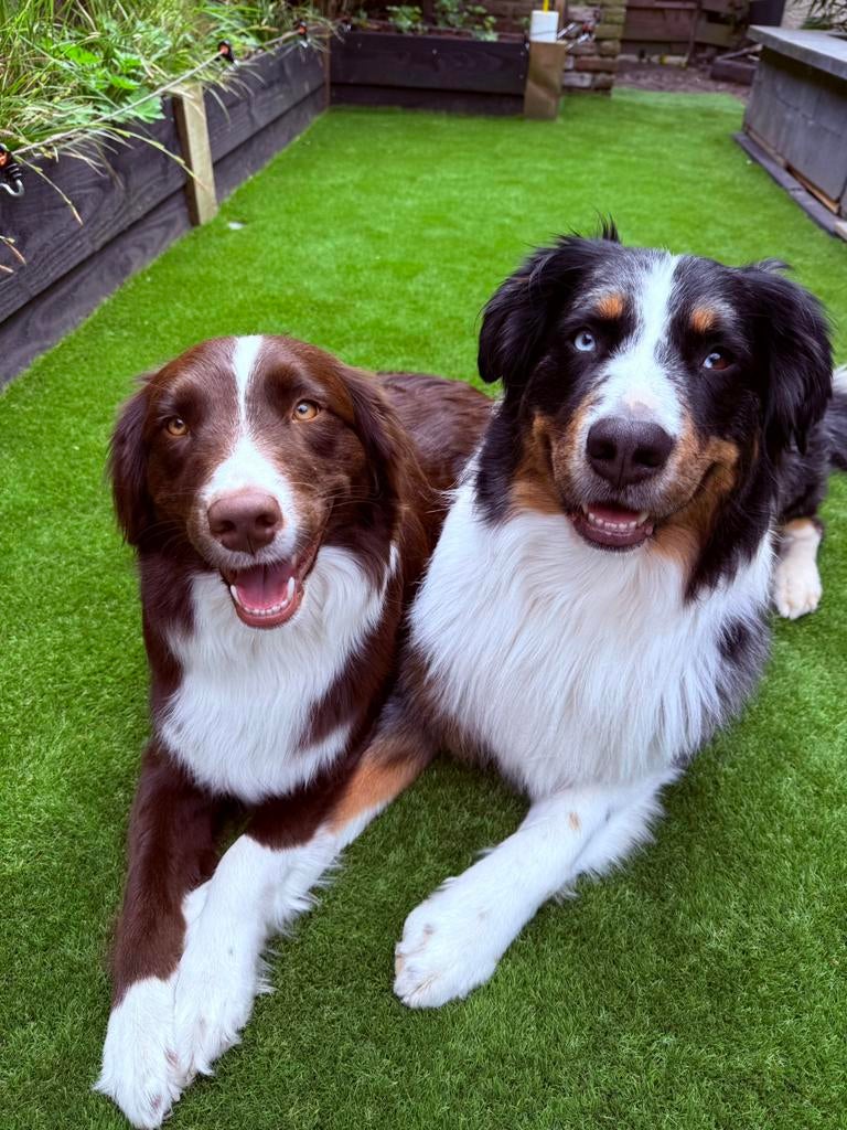 Nest aankondiging- australian shepherds, Dieren en Toebehoren, Honden | Niet-rashonden, Parvo, 8 tot 15 weken, Meerdere, Meerdere dieren