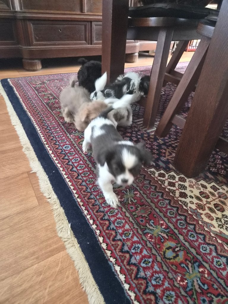 boomer pups, Dieren en Toebehoren, Honden | Chihuahua's en Gezelschapshonden, Parvo, Nederland, Overige rassen, 8 tot 15 weken