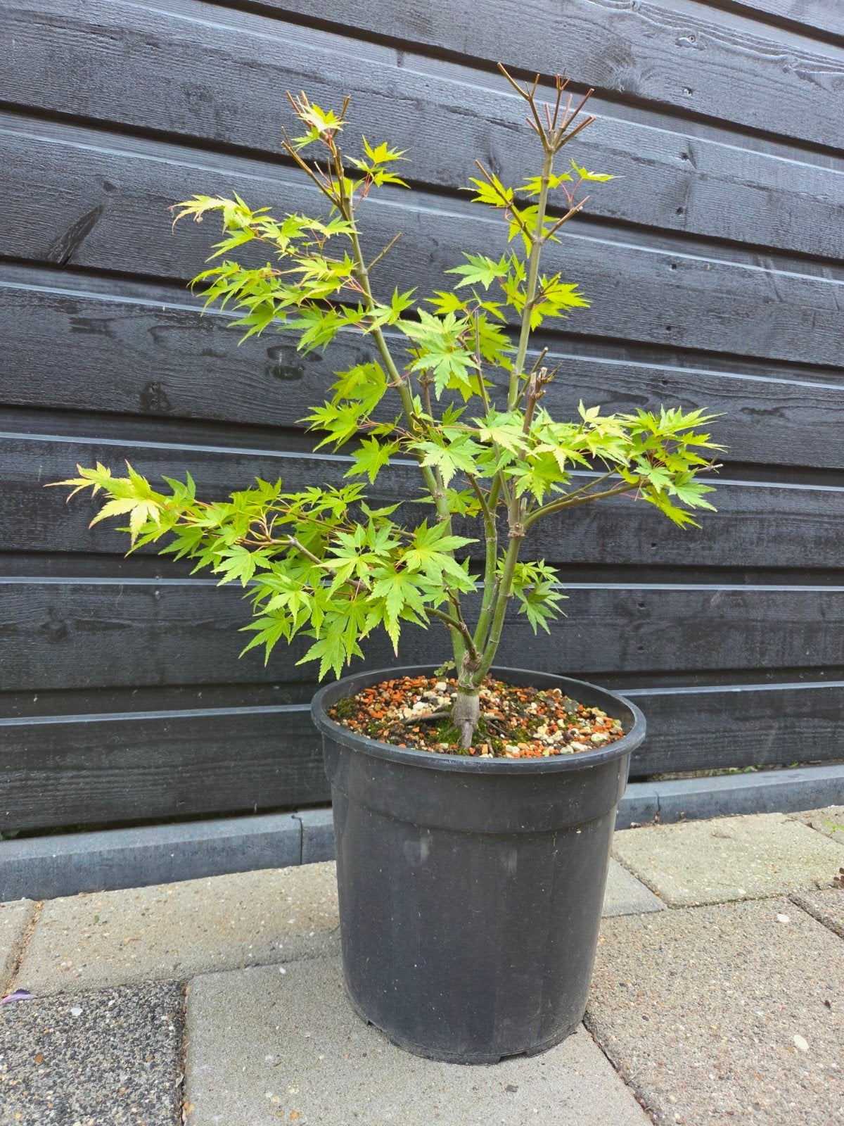 Japanse esdoorn Katsura - Ideaal startermateriaal pre-bonsai, Tuin en Terras, Ophalen