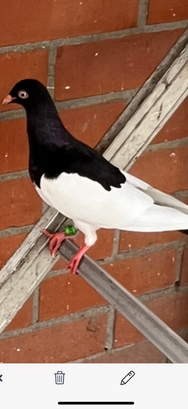 Eksterduiven, Dieren en Toebehoren, Vogels | Duiven, Mannelijk, Postduif