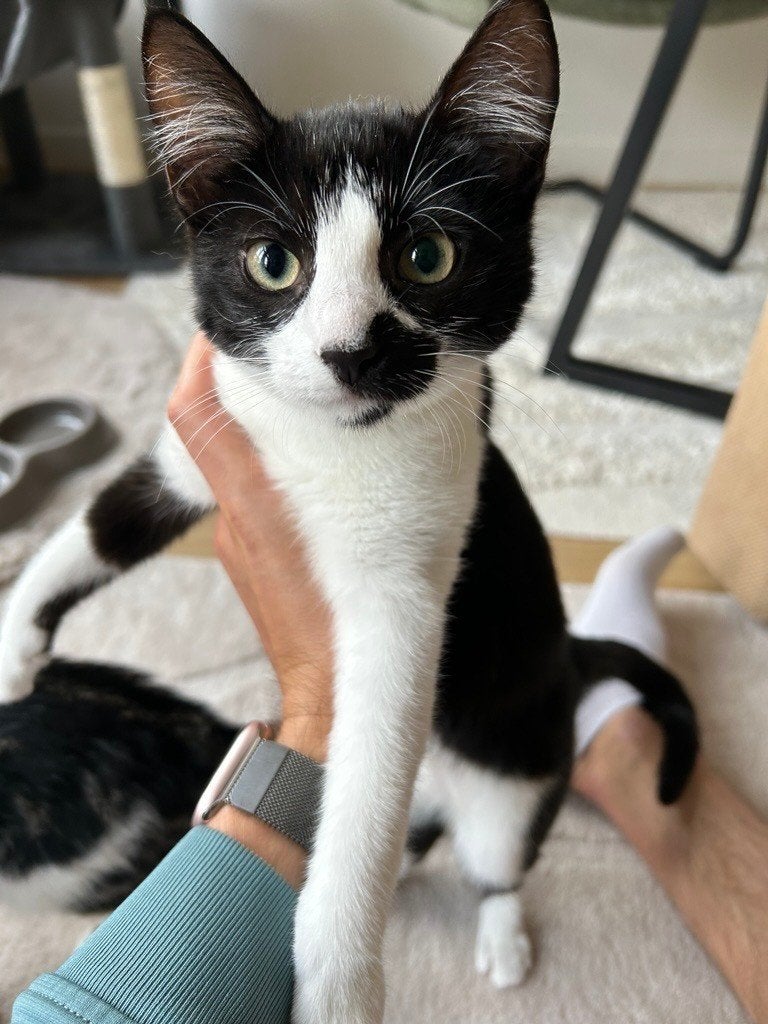 Lieve zwart/witte poes (4 maanden) zoekt een nieuw thuis, Dieren en Toebehoren, Katten en Kittens | Overige Katten, Poes, Kortharig