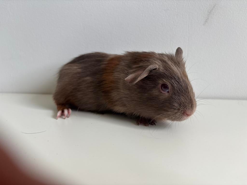 Donkergrijze cavia beer (8 weken oud), Dieren en Toebehoren, Knaagdieren, Maart, Mannelijk, Cavia