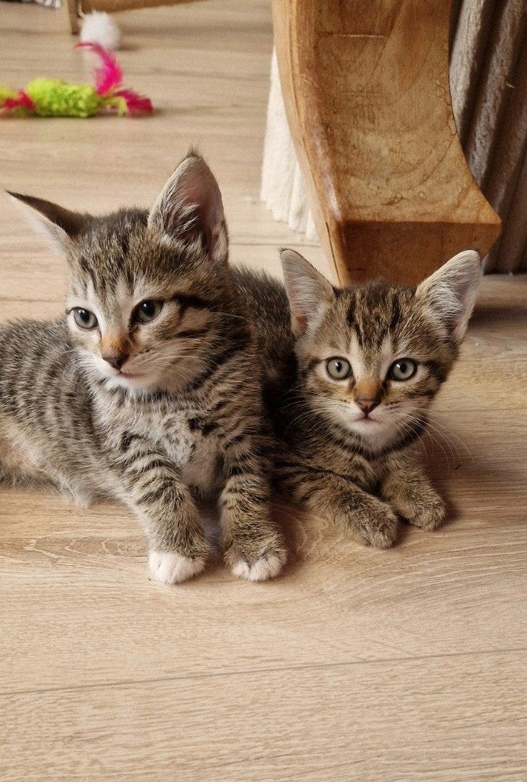 Britse kittens,kruising Papa Britse langhaar Mama Ragdoll EK, Dieren en Toebehoren, Katten en Kittens | Overige Katten, Meerdere dieren
