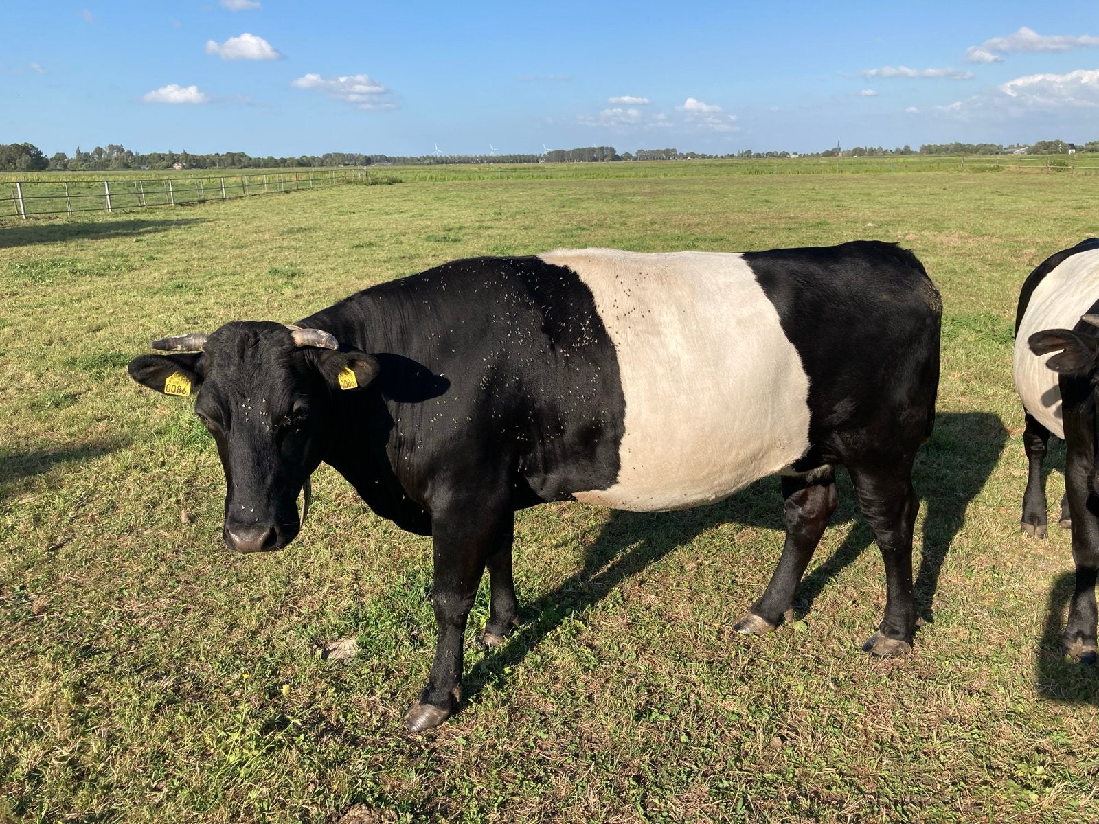 Mooie lakenvelder koe, Dieren en Toebehoren, Runderen, Vrouwelijk, 3 tot 6 jaar