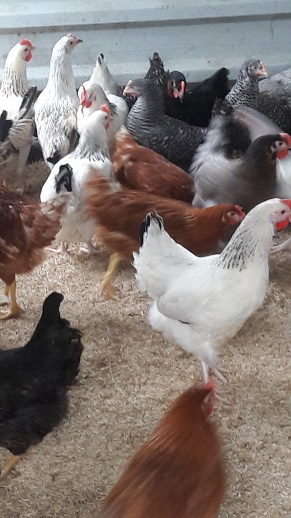 Ruime keuze leghennen, sier- en krielkippen, Dieren en Toebehoren, Pluimvee, Vrouwelijk, Kip