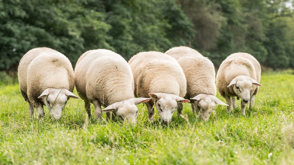 stamboek Engelse Texelaar ramlammeren, Mannelijk, Schaap, 0 tot 2 jaar