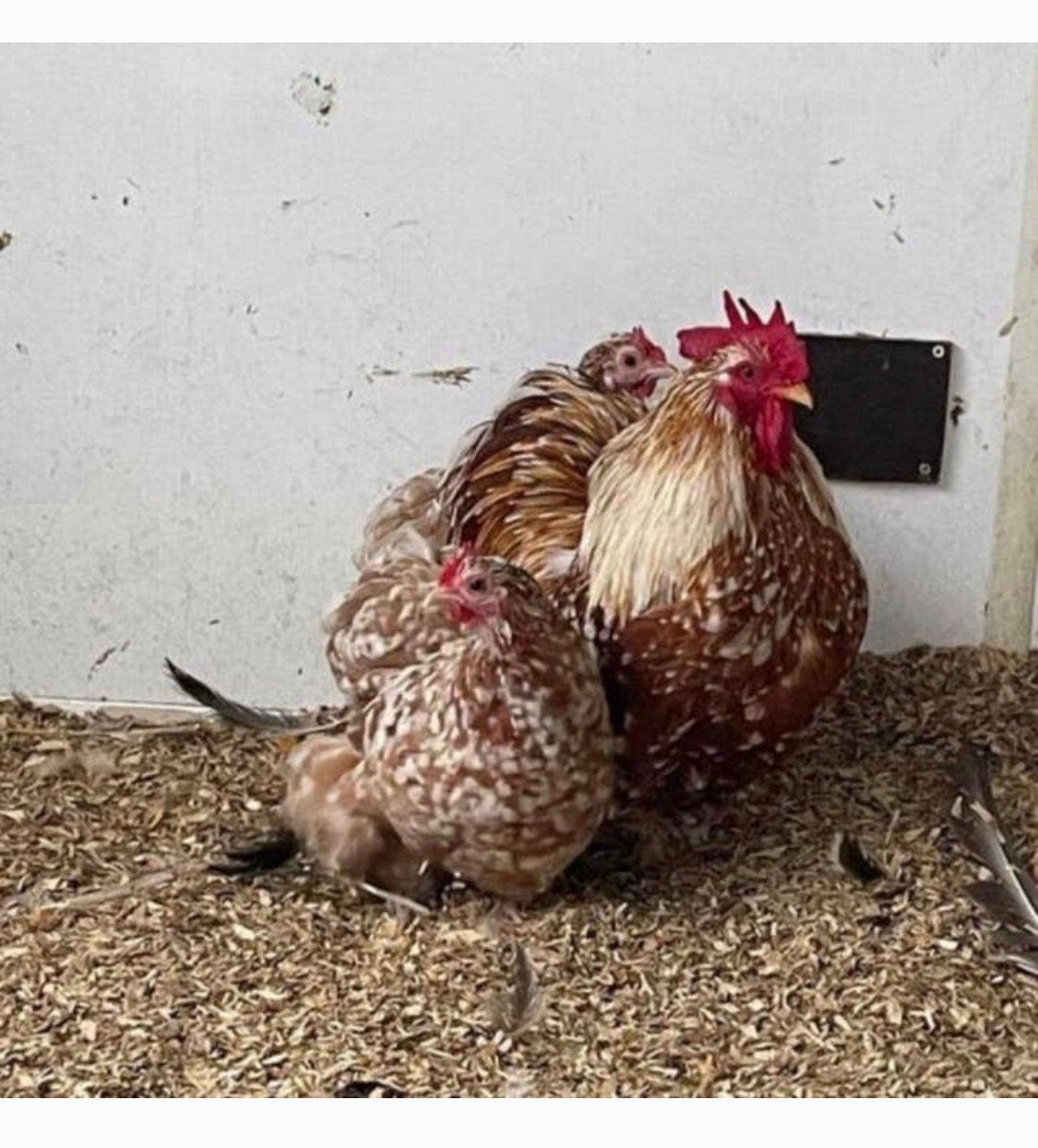 4 cochin hanen rood gepareld, Mannelijk, Kip