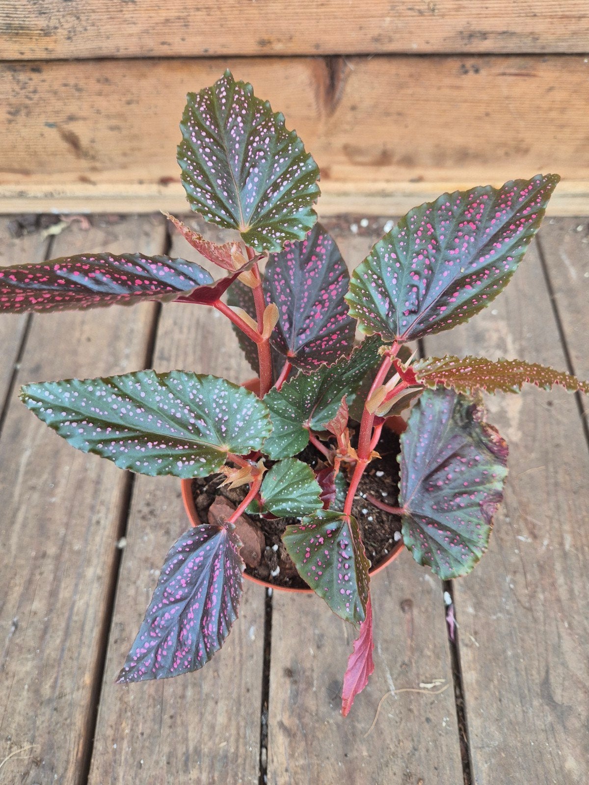 Begonia Pink Spot p8 (4), Huis en Inrichting, Ophalen of Verzenden, Halfschaduw, Minder dan 100 cm