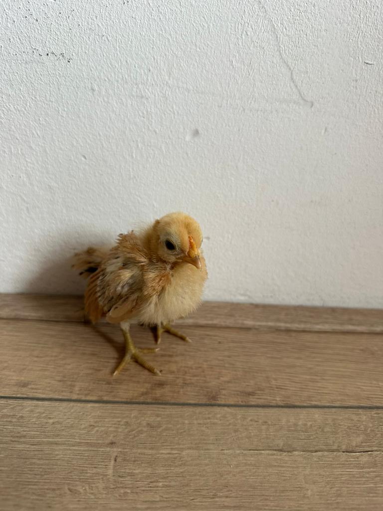 Serama kuiken, Dieren en Toebehoren, Pluimvee, Geslacht onbekend, Kip