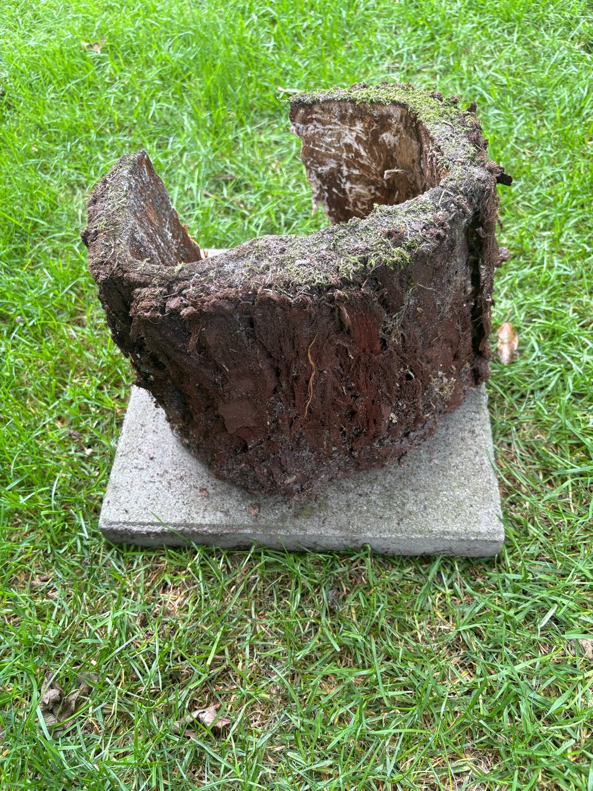 Gedroogde bast van een sequoia coast redwood, Ophalen of Verzenden, Bloeit niet, Overige soorten, Volle zon
