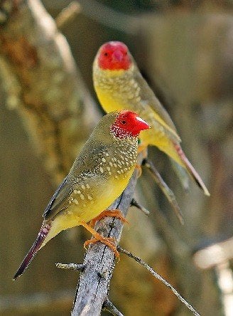 Koppel Binsenastrildes beschikbaar, Dieren en Toebehoren, Vogels | Overige Vogels, Meerdere dieren, Tropenvogel