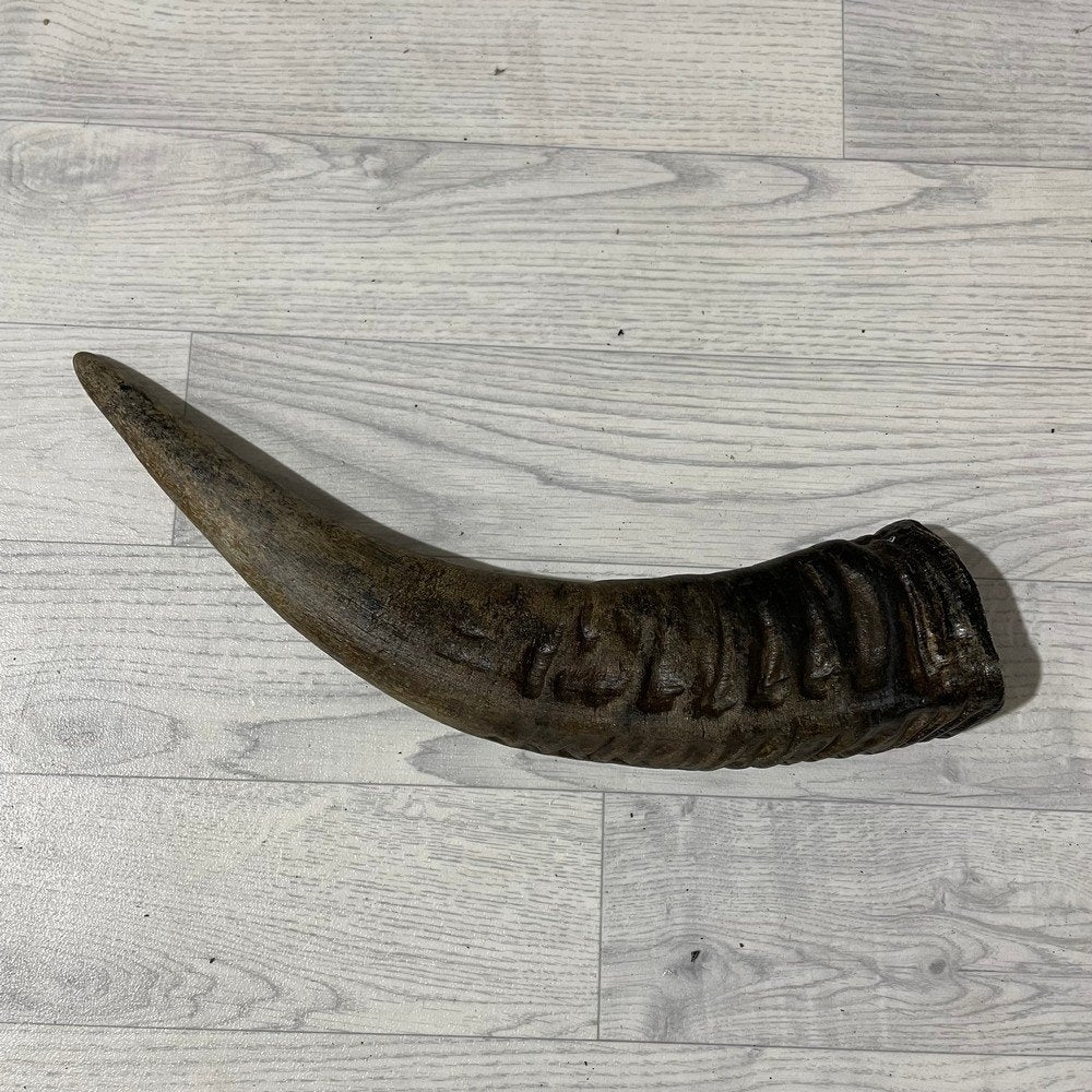 Waterbuffel hoorn los 45cm nr 332 | Lederstore, Ophalen of Verzenden, Nieuw, Boerderijdier, Gewei of Kop