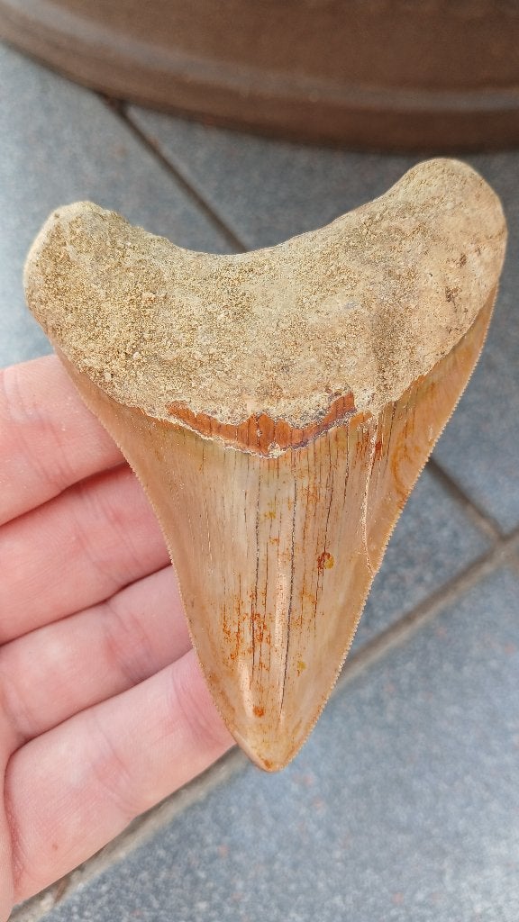 Mooie Megalodon haaientand uit Indonesië fossielen, Ophalen of Verzenden, Fossiel