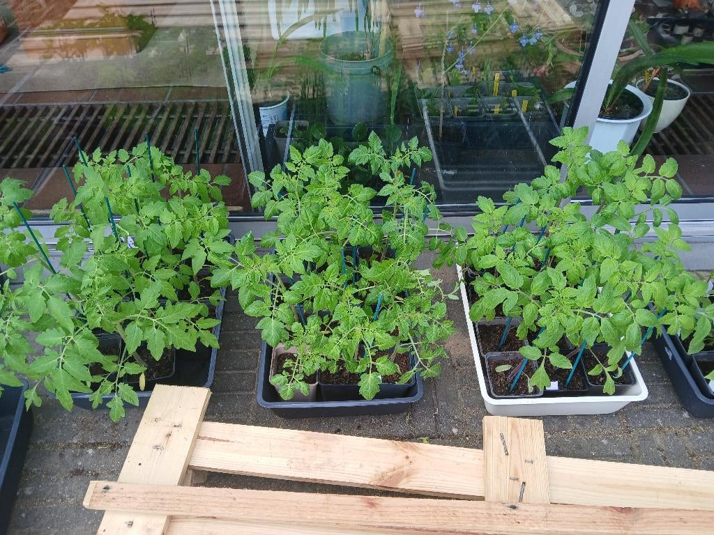 Biologische tomaten planten diverse soorten o.a. oertomaat, Ophalen, Eenjarig, Groenteplanten, Volle zon