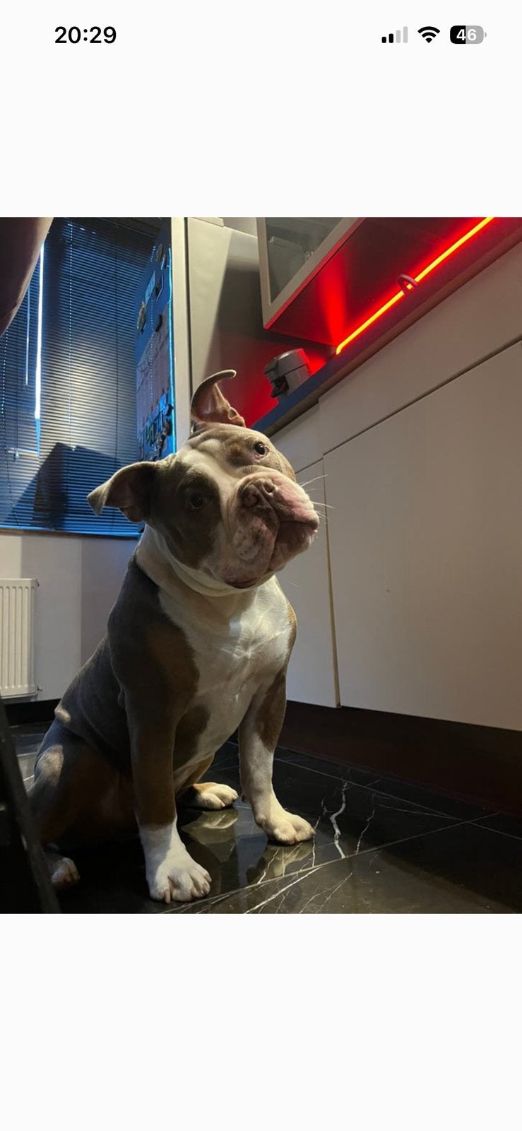 Old English Bulldog, Dieren en Toebehoren, Honden | Bulldogs, Pinschers en Molossers, Parvo, Reu, 1 tot 2 jaar, Bulldog