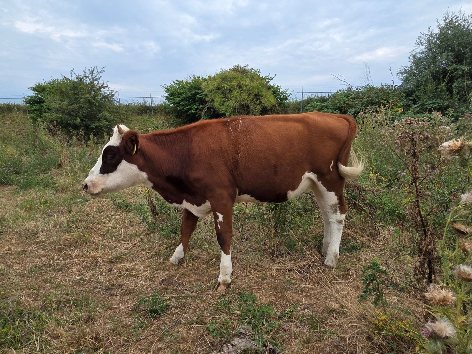 te koop 2 mooie Blaarkoppen, Dieren en Toebehoren, Runderen, Vrouwelijk, 0 tot 2 jaar