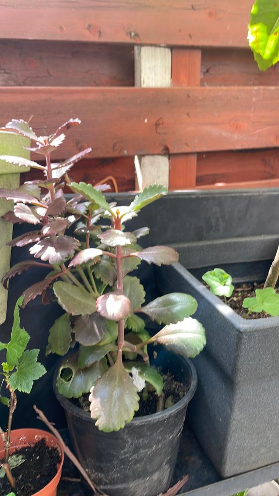 Plant Kalanchoë sexangularis, Ophalen of Verzenden, Overige soorten, Volle zon