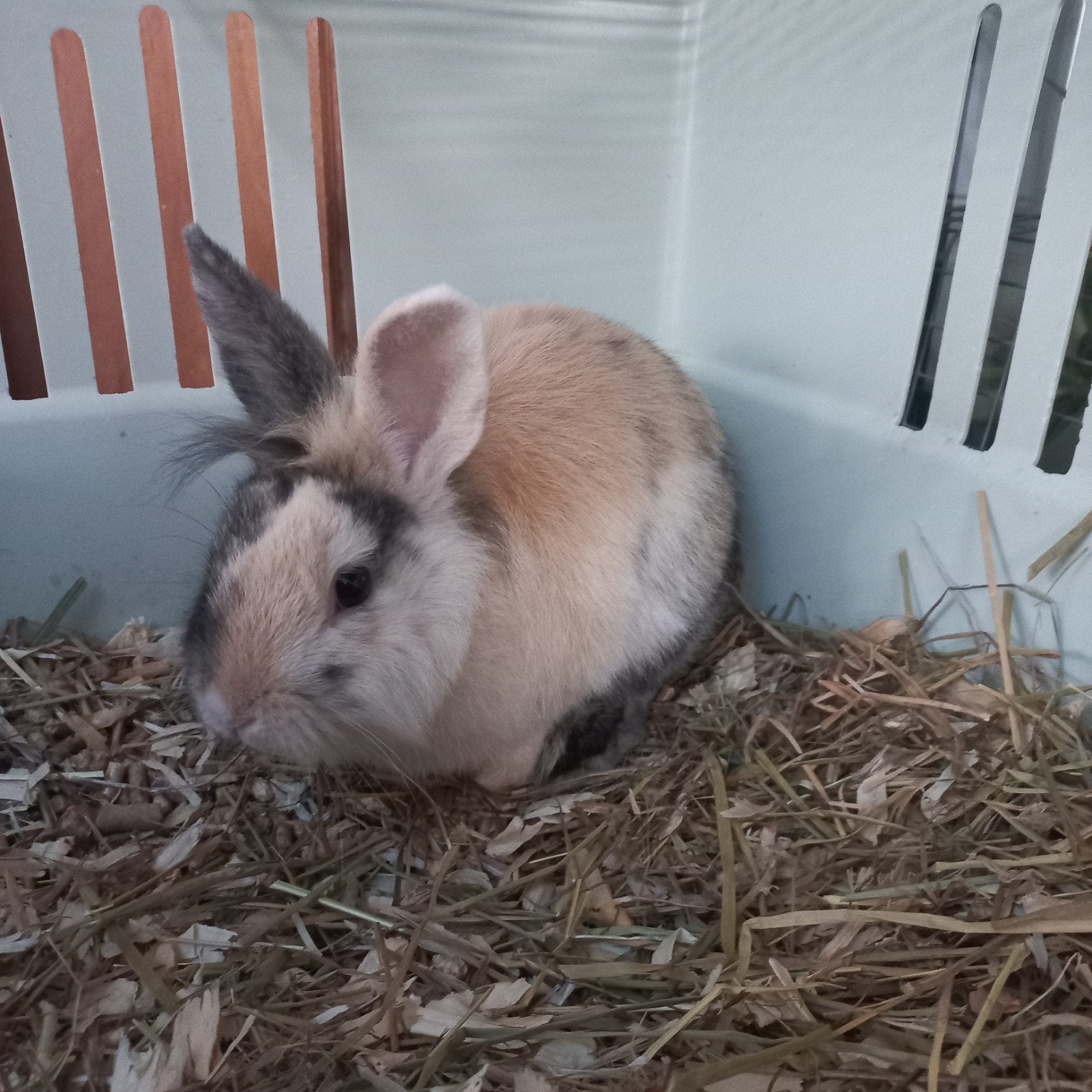 Rammetje, Dieren en Toebehoren, Mannelijk, Klein, 0 tot 2 jaar