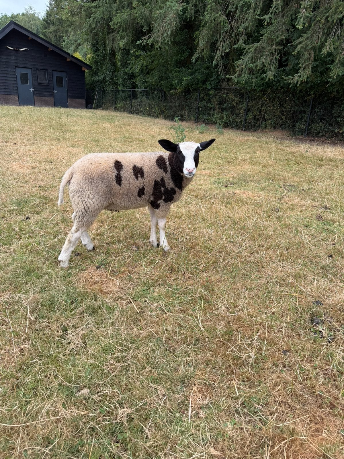 Rammen te koop, Mannelijk, Schaap