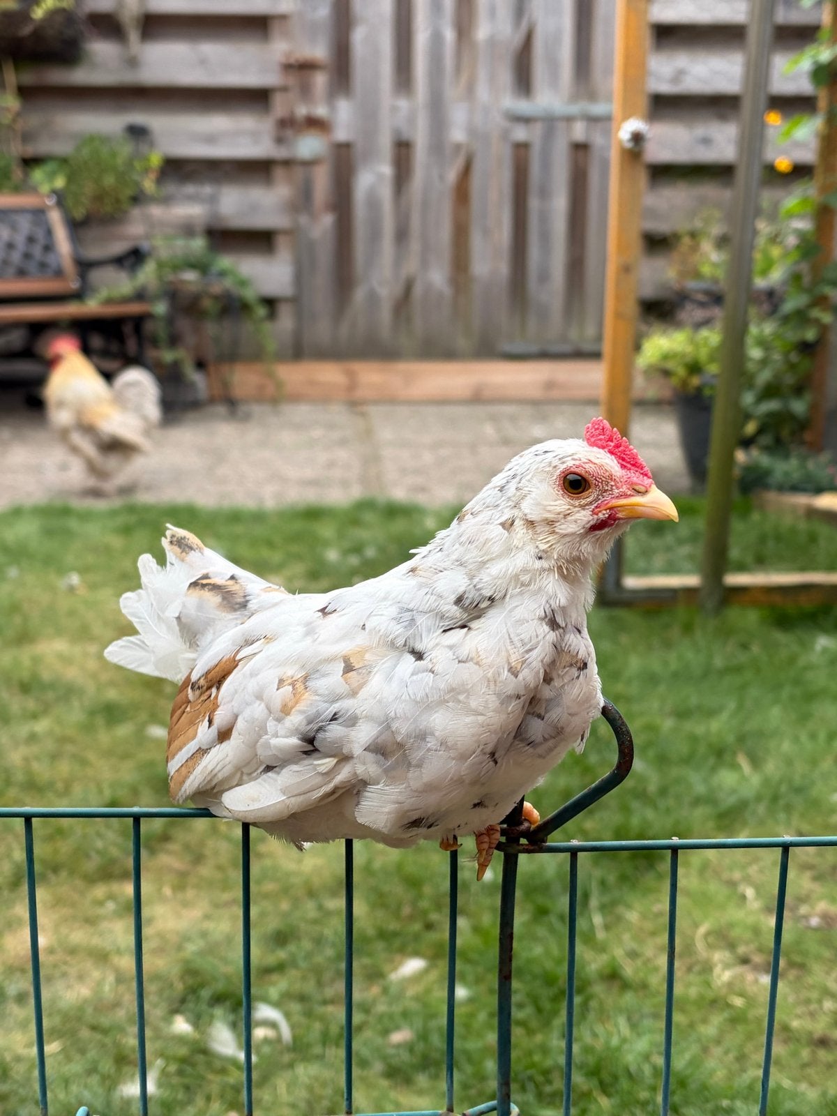 Ukkelse baardkriel kuikens haan, Dieren en Toebehoren, Mannelijk, Kip