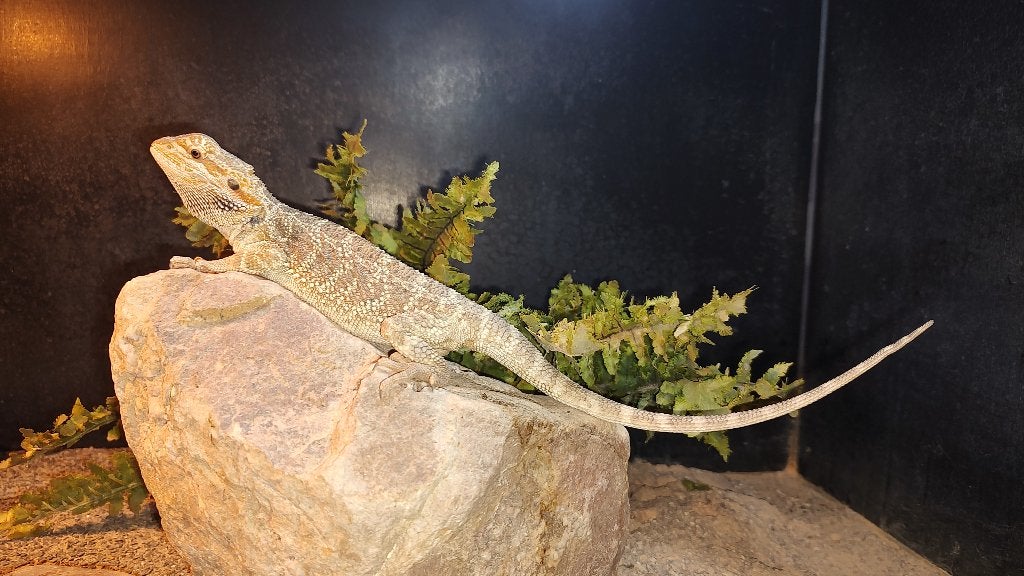 1.0 Pogona vitticeps - baardagame