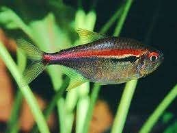 Hyphessobrycon amapaensis - Driebandzalm - Koidream, Vis, Zoetwatervis