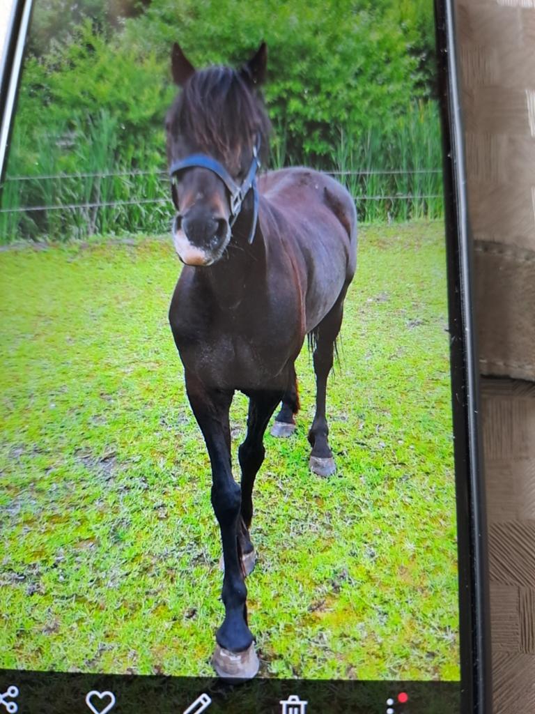 Pony, Merrie