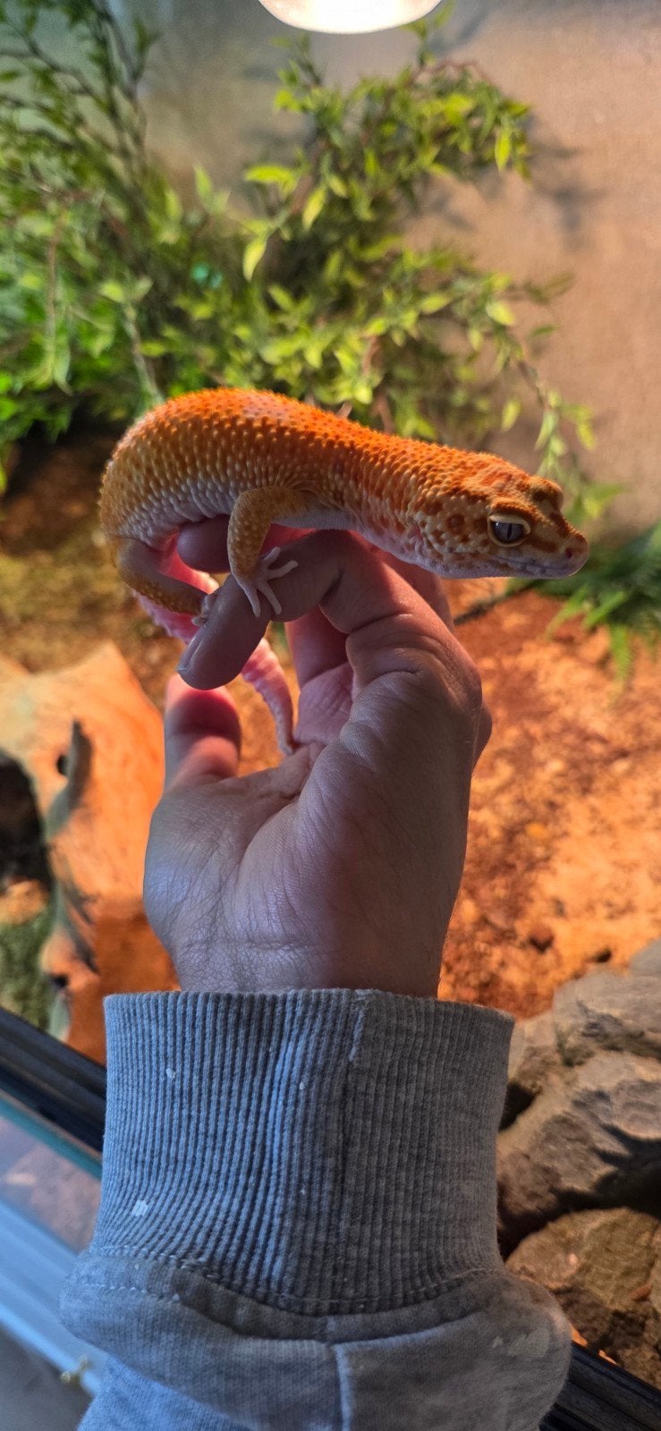 Giant Inferno x Tangelo Tremper (poss. Eclipse) Man, Dieren en Toebehoren, Reptielen en Amfibieën, Hagedis, 0 tot 2 jaar