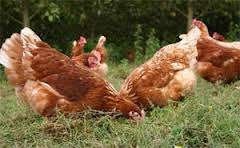 Barnevelders en Leghorn kippen., Vrouwelijk, Kip