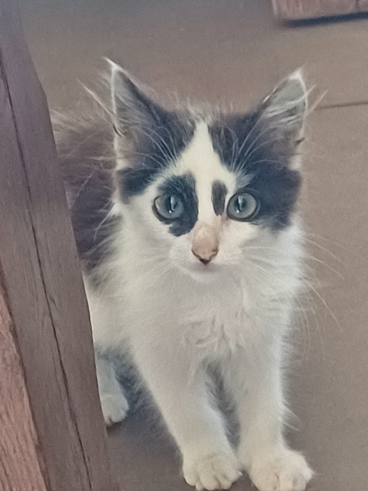 mooi getekende maincoonkitten, Dieren en Toebehoren, Poes, Ontwormd