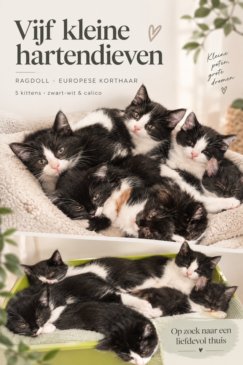Ragdol x European mix LEES ADVERTENTIE 5/8 laaste kans !!, Dieren en Toebehoren, Meerdere dieren