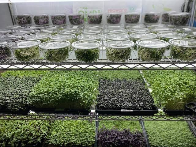 Verse Microgreens: Lokaal, Snel & Duurzaam, Ophalen, Volle zon
