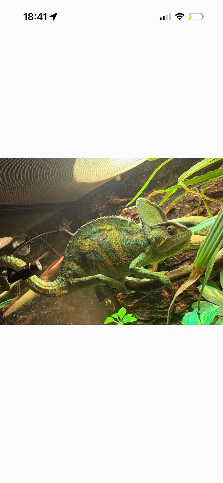 Kameleon met Terarium Chameleon - male for sale from Sjacky Schaufeli