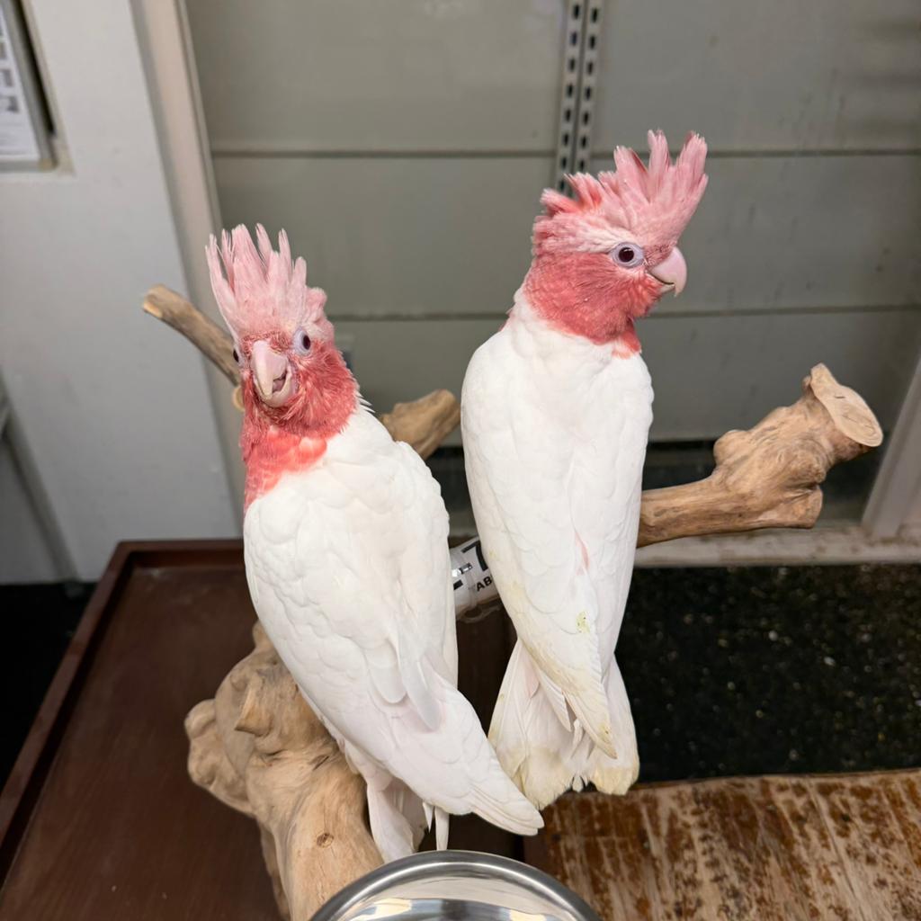Lutino Kaketoe tamme Babys, Meerdere dieren, Papegaai, Pratend