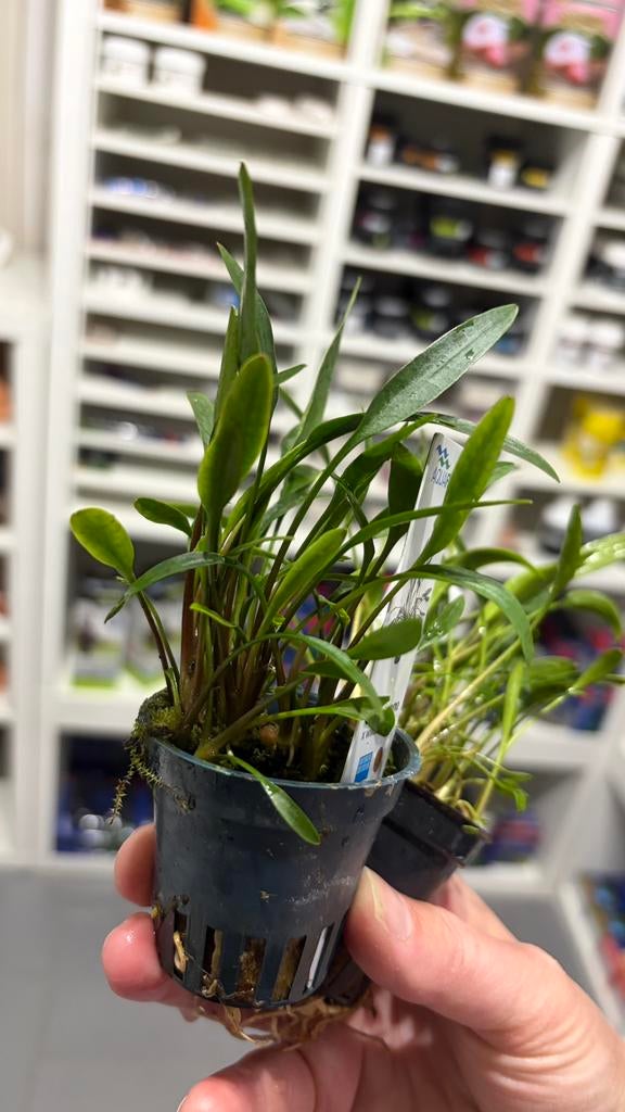 Cryptocoryne Nevellii, Dieren en Toebehoren, Vis