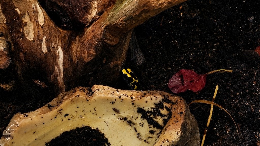 Dendrobates tinctorius ‘Nominat’ – pijlgifkikker Frog photo 2