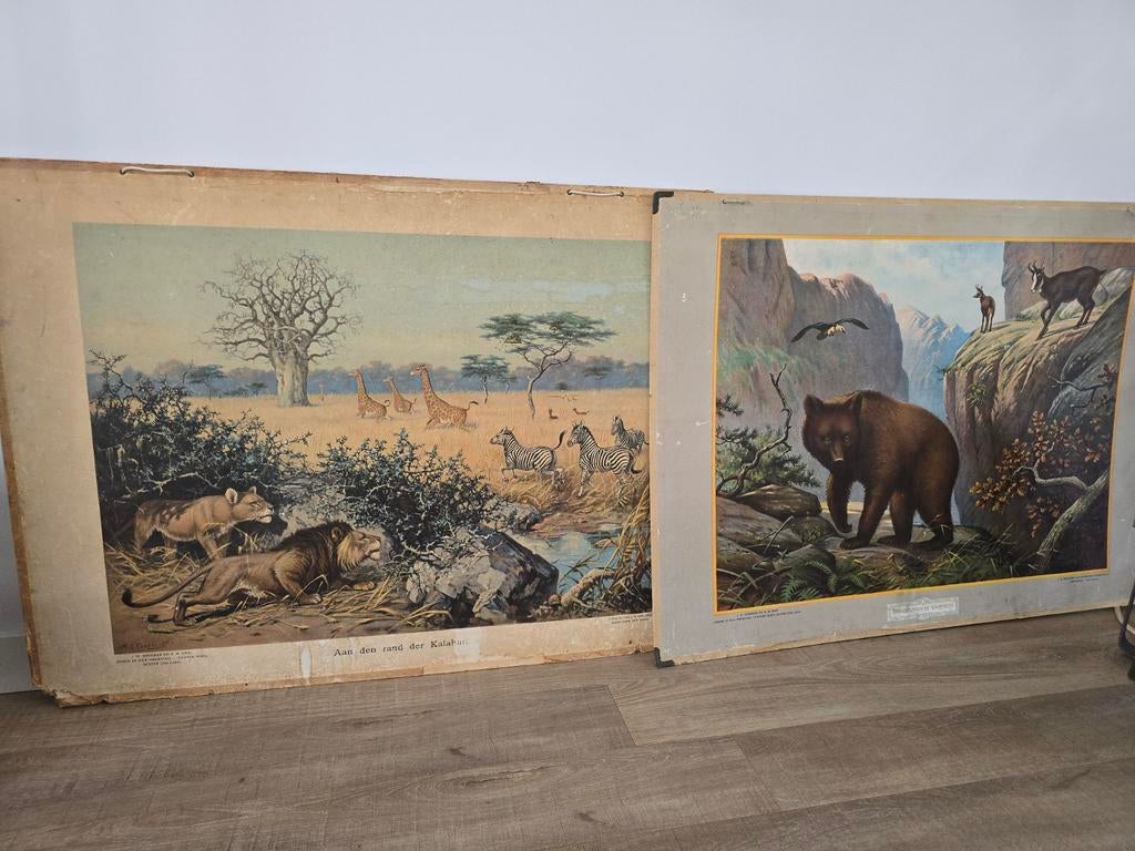 Schoolplaat Aan den rand der Kalahari' door M.A. Koekoek €20, Antiek en Kunst, Antiek | Schoolplaten, Ophalen of Verzenden, Natuur en Biologie