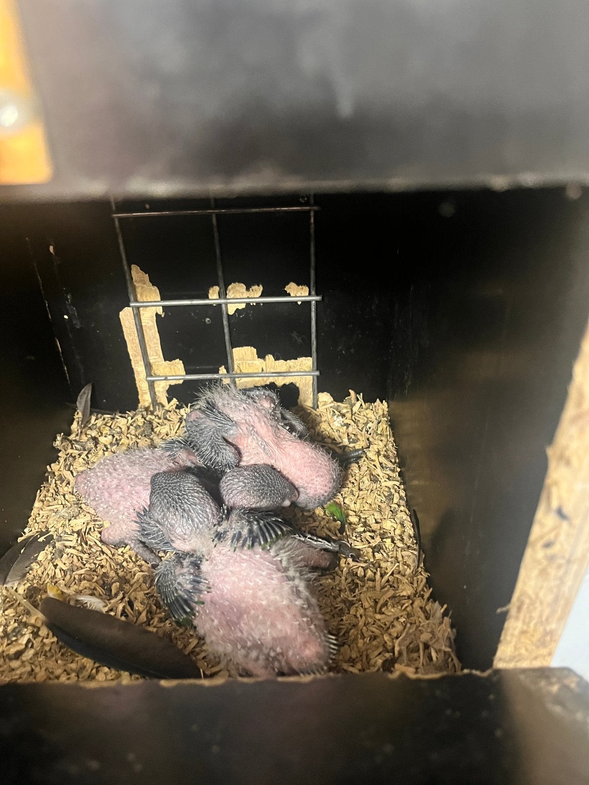 Zwartkopcaique, Geslacht onbekend, Papegaai, Geringd