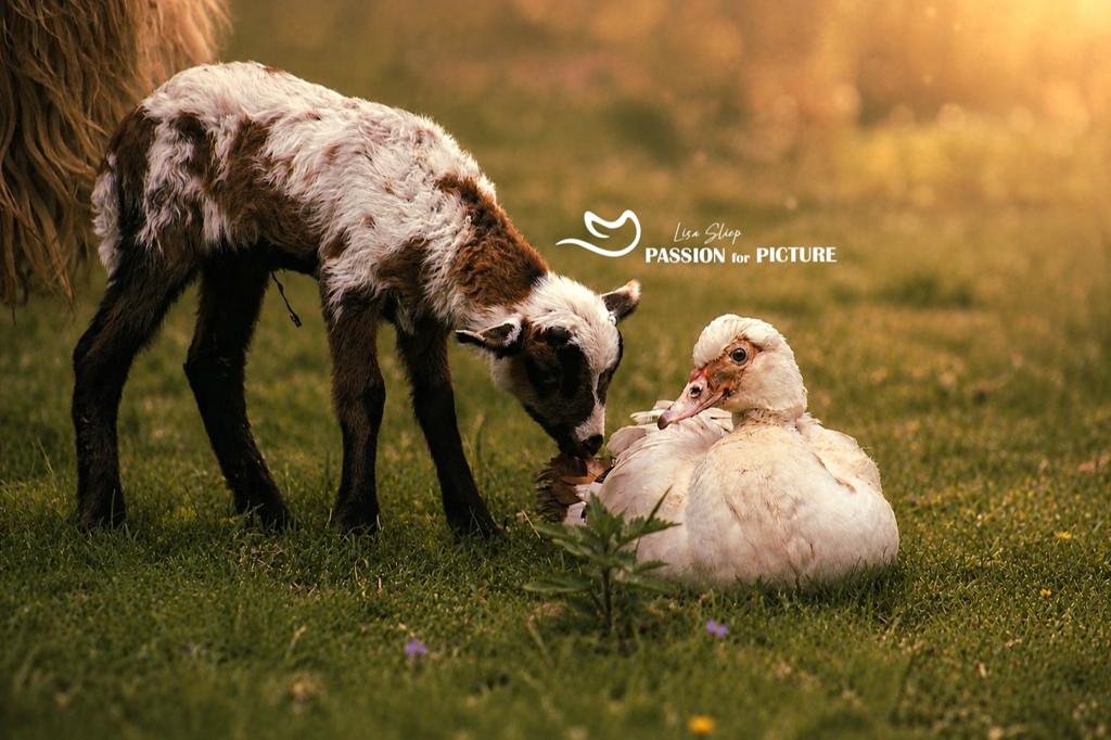 Sfeervolle dieren-, natuur- & herinneringsfotografie, Fotograaf
