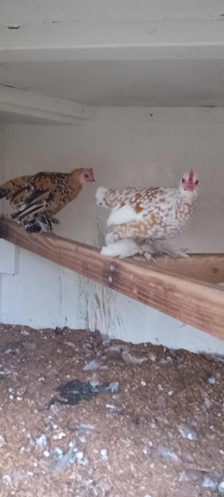 oude haan en kippen, Meerdere dieren, Kip