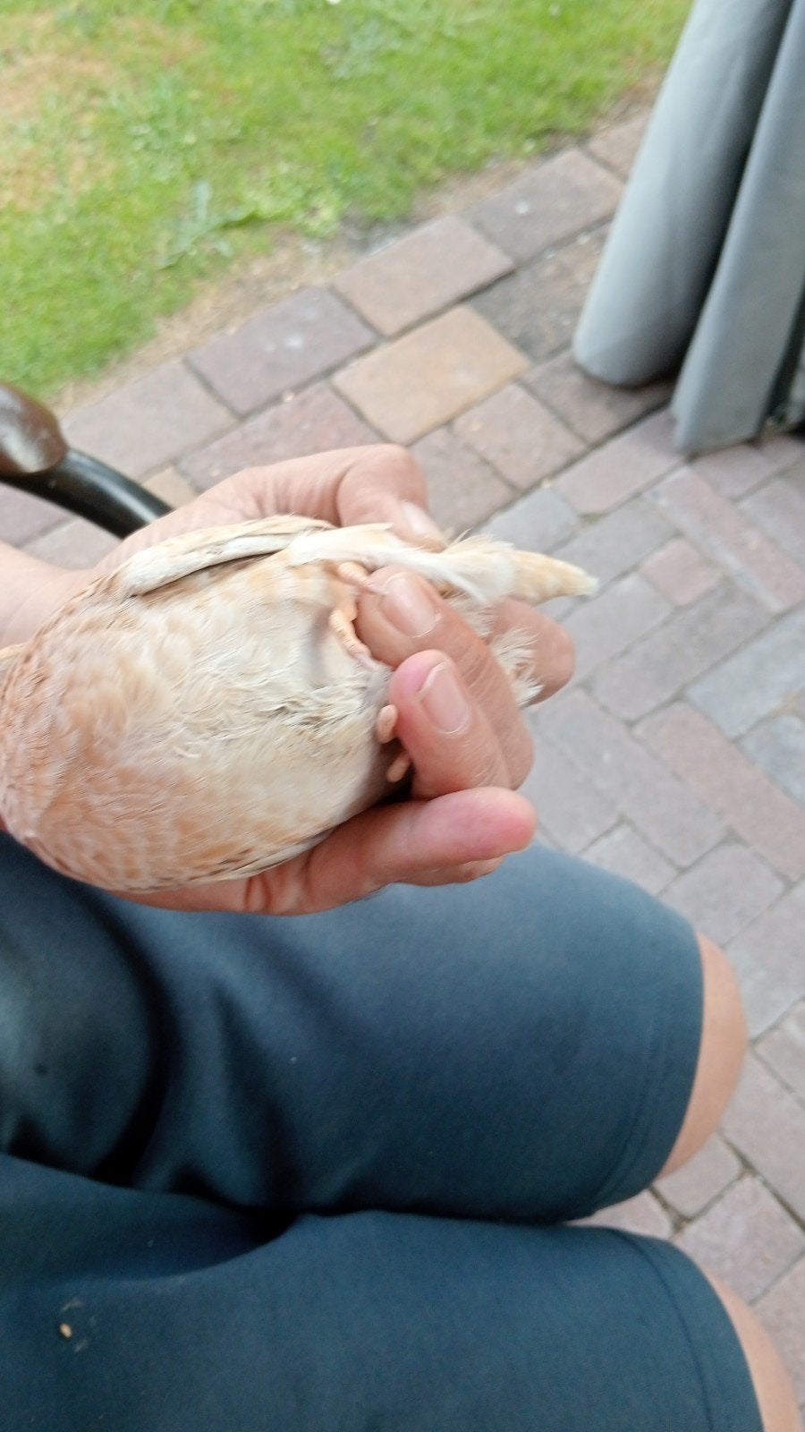 Kwartel goud, Dieren en Toebehoren